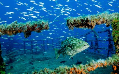 Porto Santo Diving Packages
