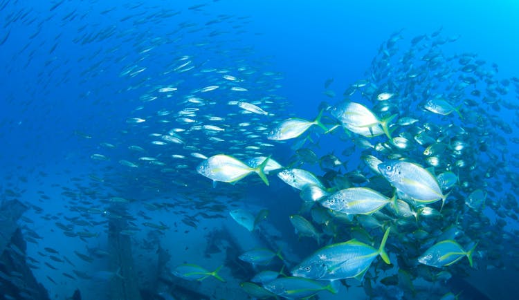 Porto Santo Diving Packages