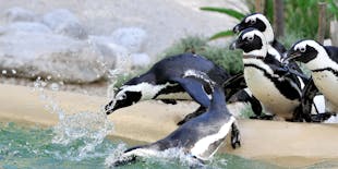 Biglietti per il Bioparco di Roma