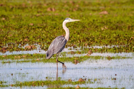 Visita al Parque de Doñana en todoterreno