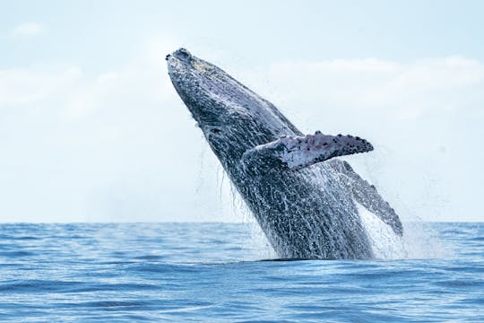 Bora Bora whale watching tour