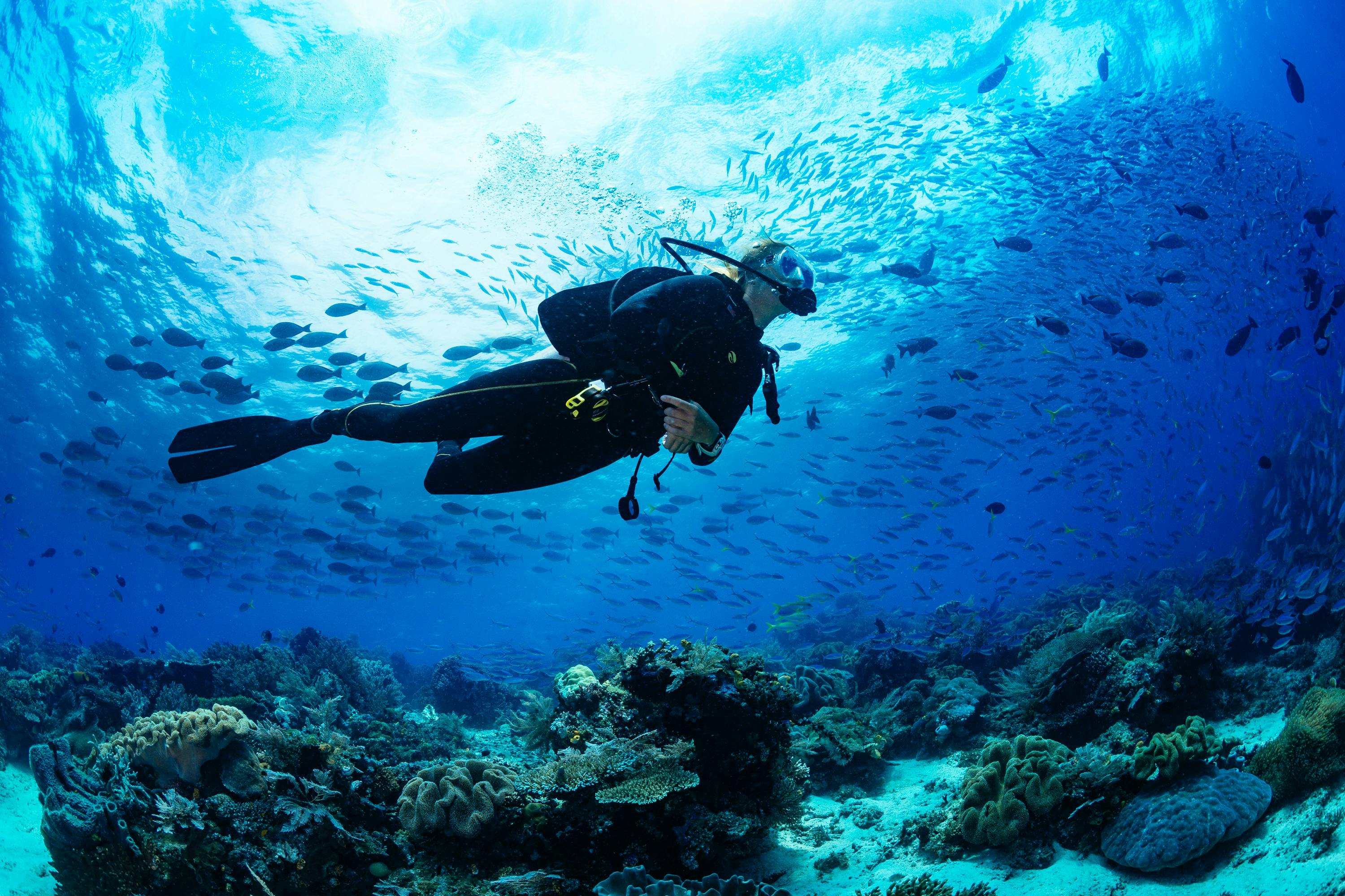 Experiências de mergulho em Zanzibar da costa norte