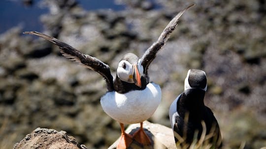 Join the grand west tour passing Látrabjarg and Rauðasandur