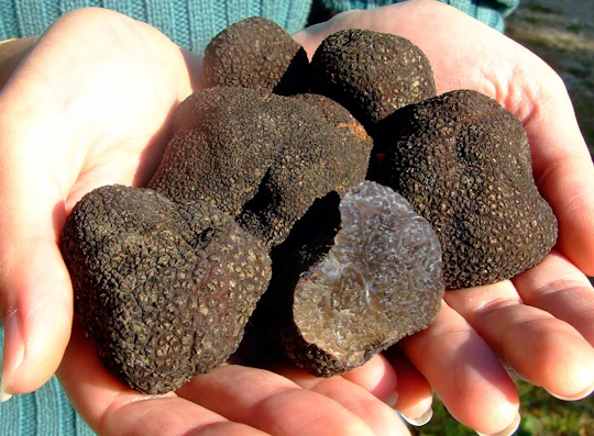 3-hour truffle hunting tour at Les Pastras