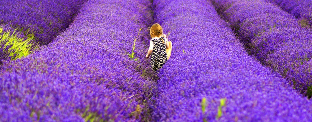 Lavender in Provence private tour