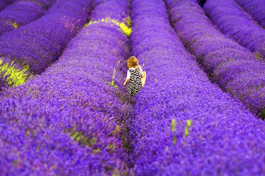 Lavendel in privétour door de Provence