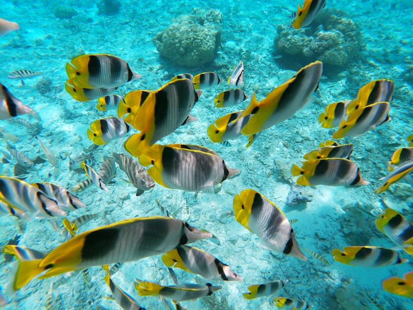 Bora Bora glass bottom boat tour musement