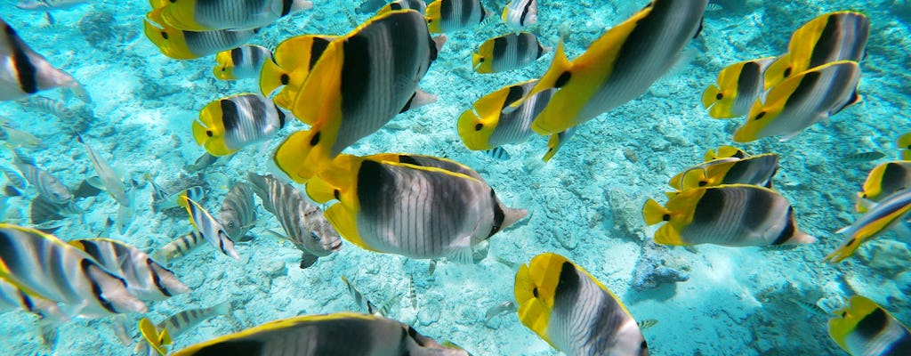 Excursion en bateau à fond de verre à Bora Bora