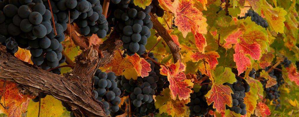 Visite de dégustation de vin dans la région viticole de Tbilissi