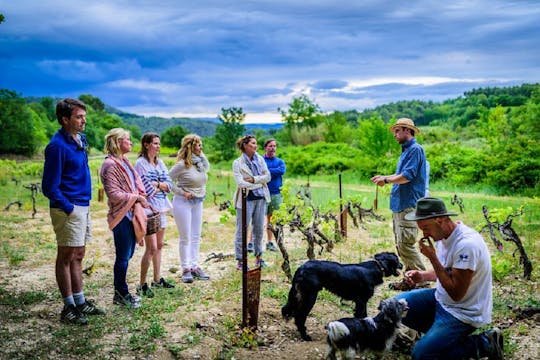 Experiencia tradicional de cosecha de aceitunas francesas en Les Pastras