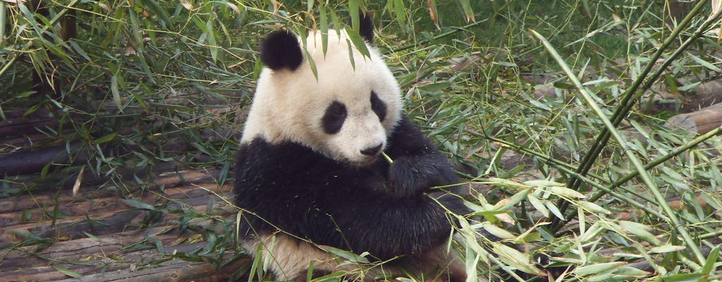 Panda a Chengdu