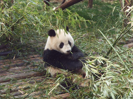 Panda a Chengdu
