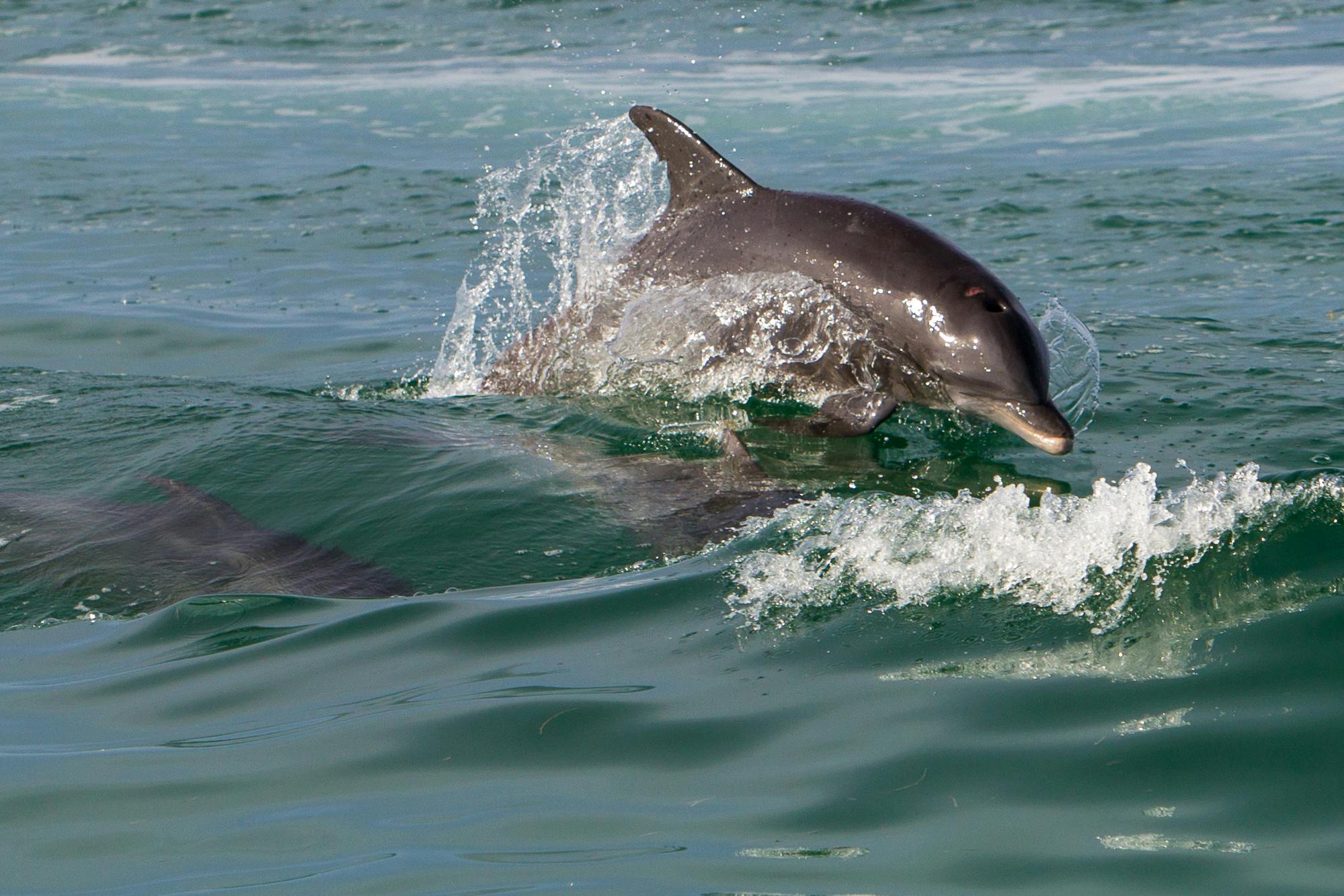 Key West Morgen Delfin beobachten und schnorcheln