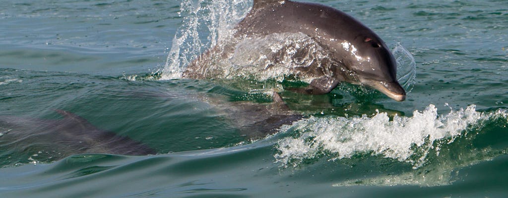 Observação de golfinhos pela manhã em Key West e snorkeling