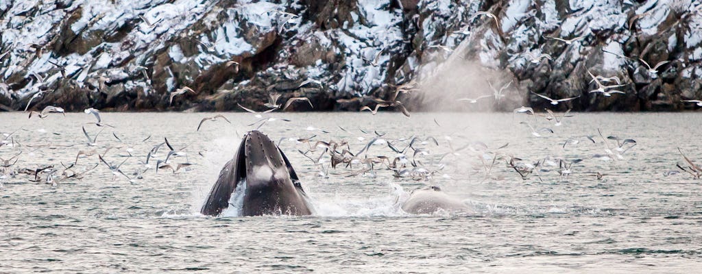 Crucero por el fiordo y safari de ballenas