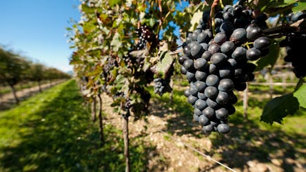 Vipava Valley wine tasting experience
