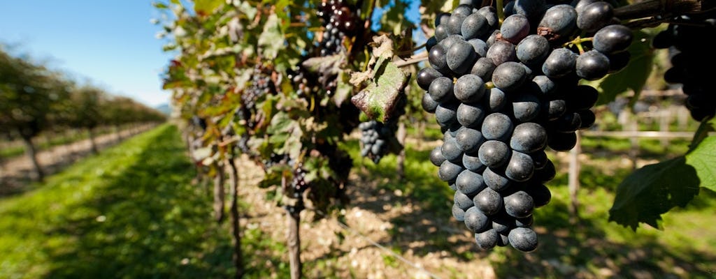 Experiência de degustação de vinhos no Vale Vipava