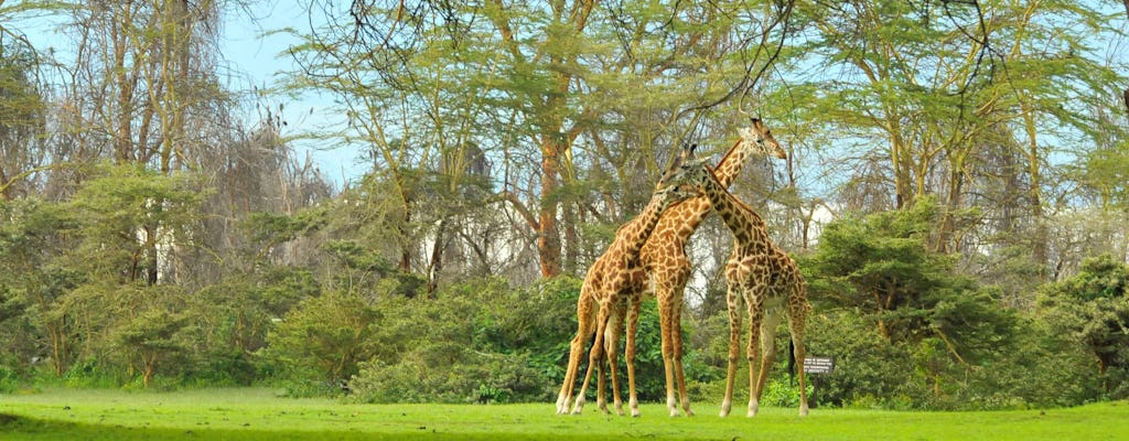 Safari de 4 días por el valle del Rift en Sopa Lodges