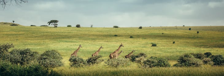 Excursion d’une journée au parc national de Nairobi