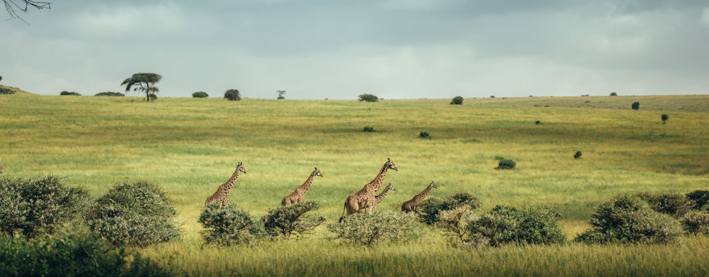 Excursão de dia inteiro ao Parque Nacional de Nairobi