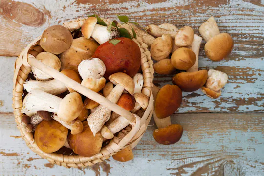 Caccia ai funghi in Provenza con colazione