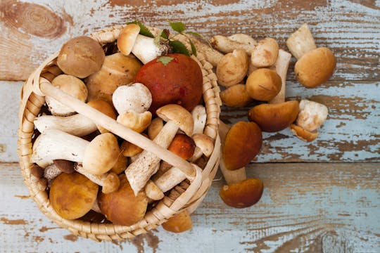 Caça de cogumelos na Provença com café da manhã