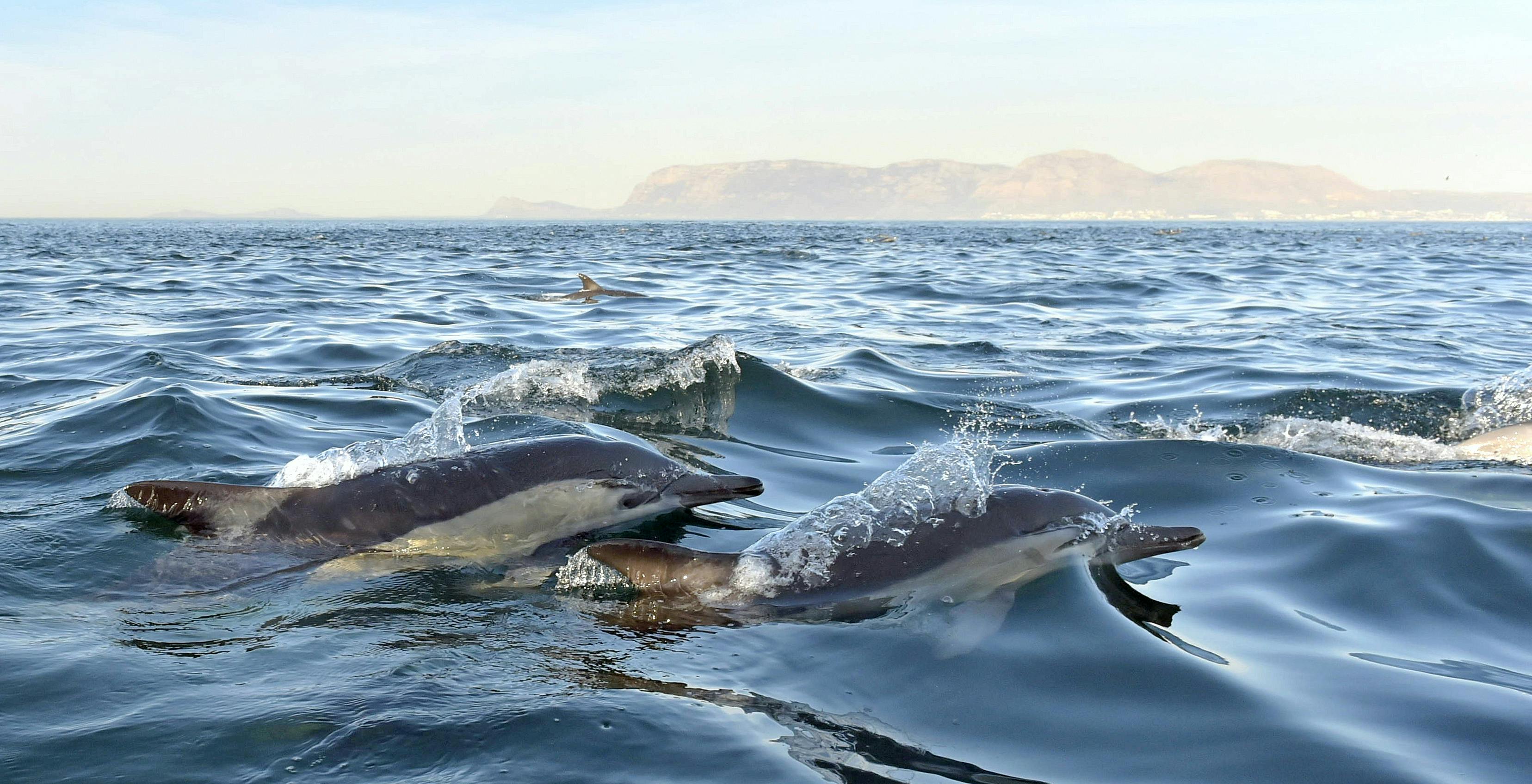 Observação de golfinhos e passeio pela Arrábida