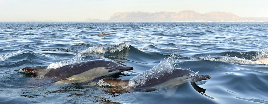 Avistamiento de delfines y tour a Arrábida