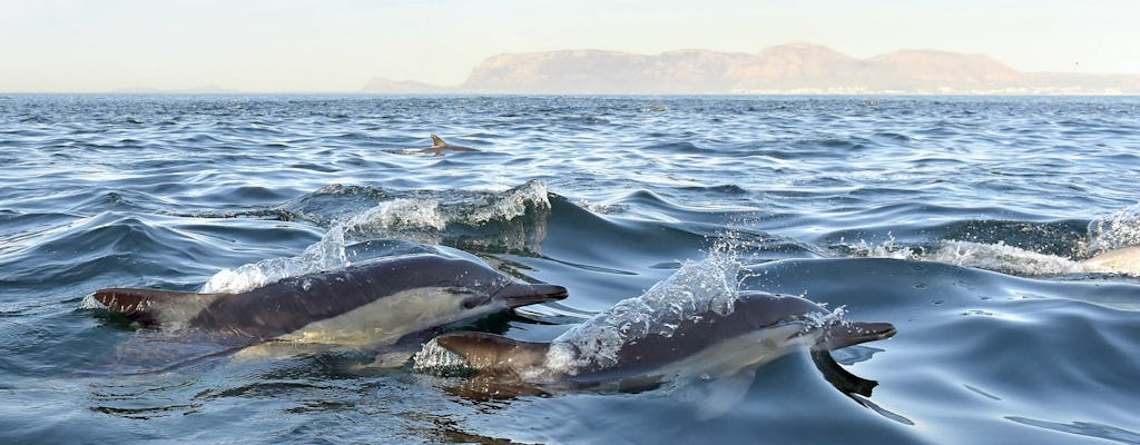 Dolphin watching and Arrábida tour