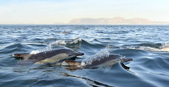 Avistamiento de delfines y tour a Arrábida