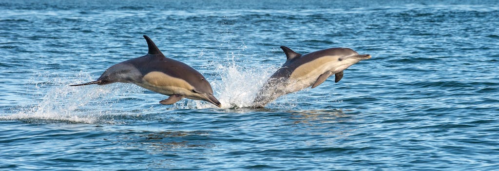 Dolfijnen spotten van een halve dag