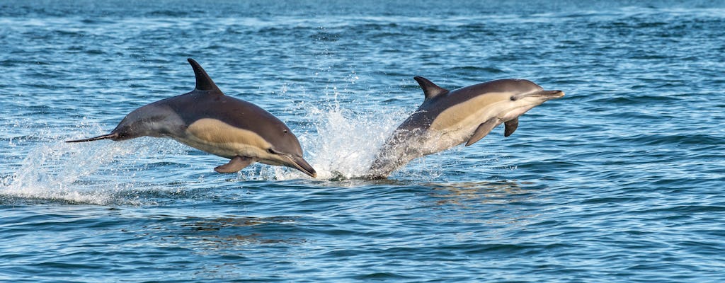 Halbtagestour mit Delfinen