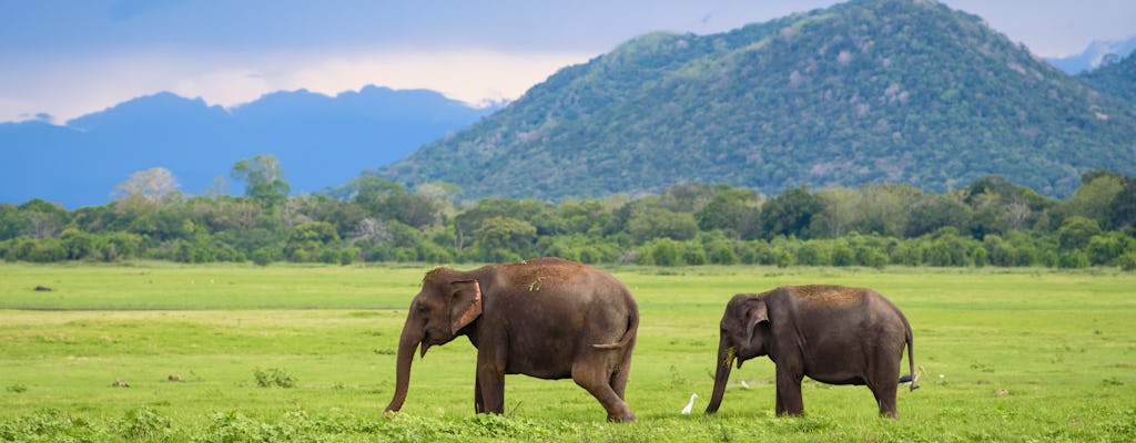 Minneriya National Park olifantensafari vanuit Kandy
