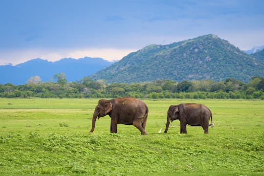 Safari à dos d'éléphant dans le parc national de Minneriya au départ de Kandy