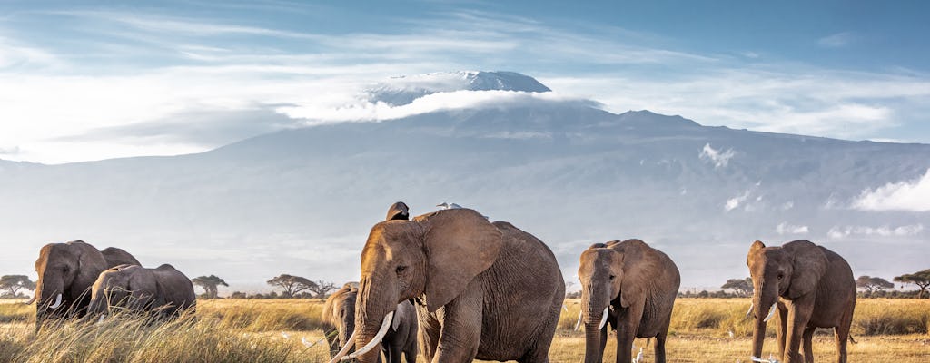 3-dniowy samolot Amboseli z pobytem w Serena Lodge