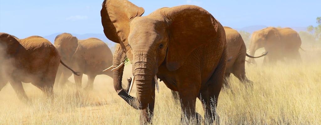 3-daagse Samburu per vliegtuig met verblijf in het Elephant Bedroom Camp