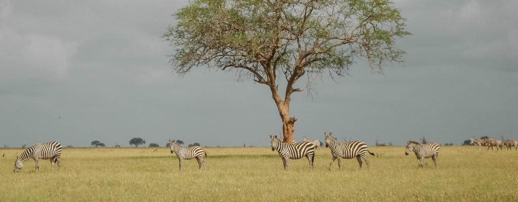 Safari di 3 giorni ad Amboseli Tsavo West in treno da Mombasa
