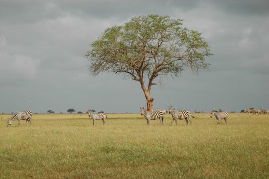 3-day Amboseli Tsavo West safari by train from Mombasa