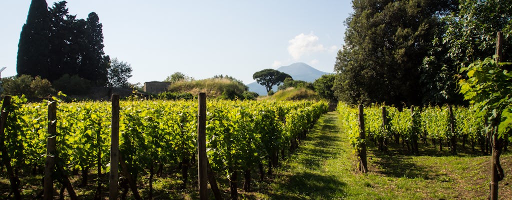 Visite privée et dégustation de vins au départ de Pompéi