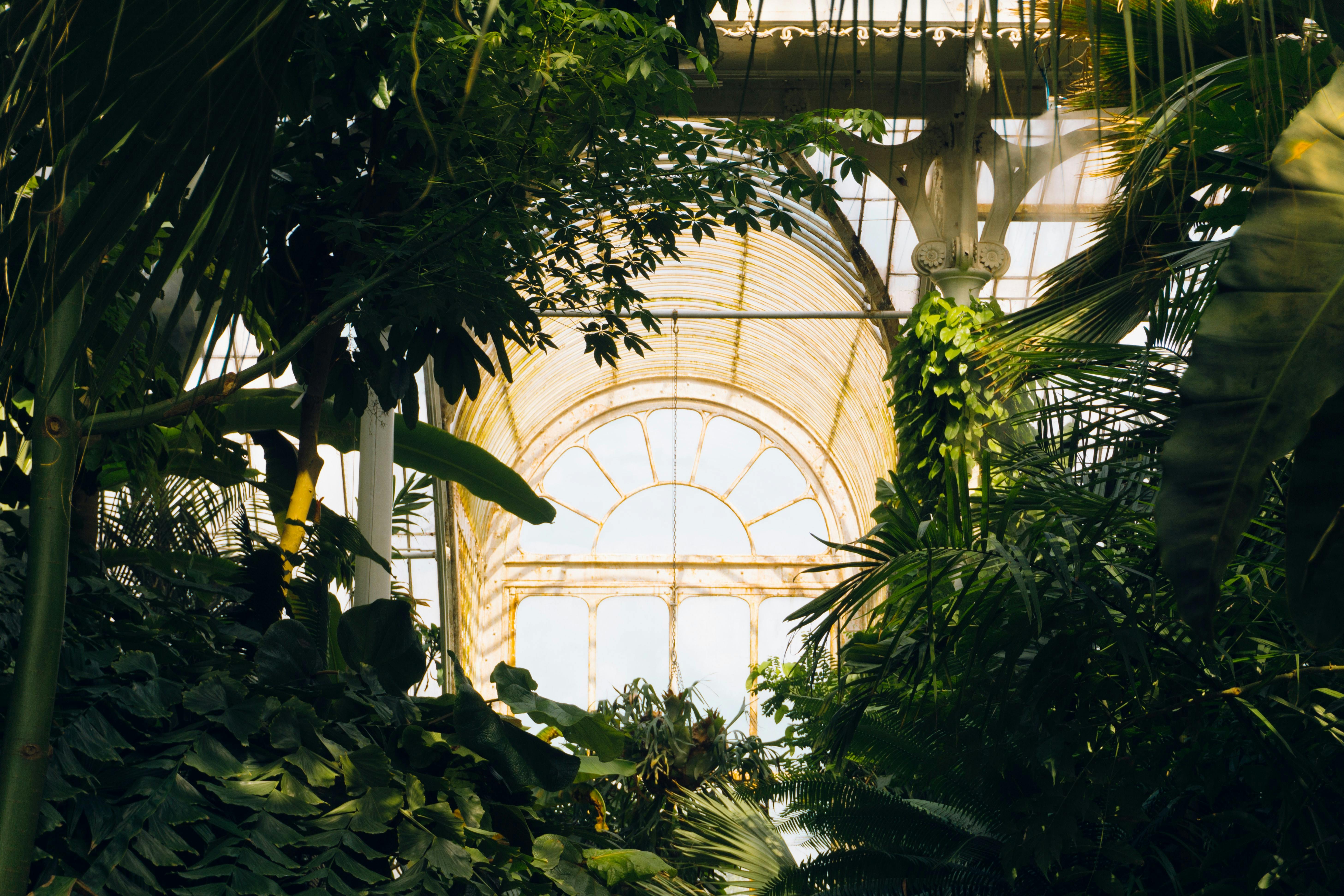Piesza wycieczka audio po Kew Gardens prowadzona przez doświadczonego botanika