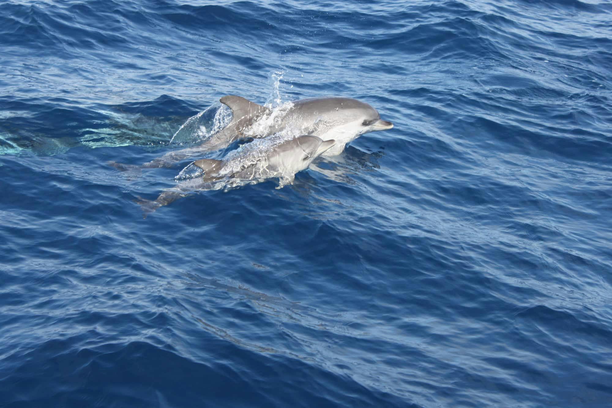 Lobos Island and Dolphin Watching Trip