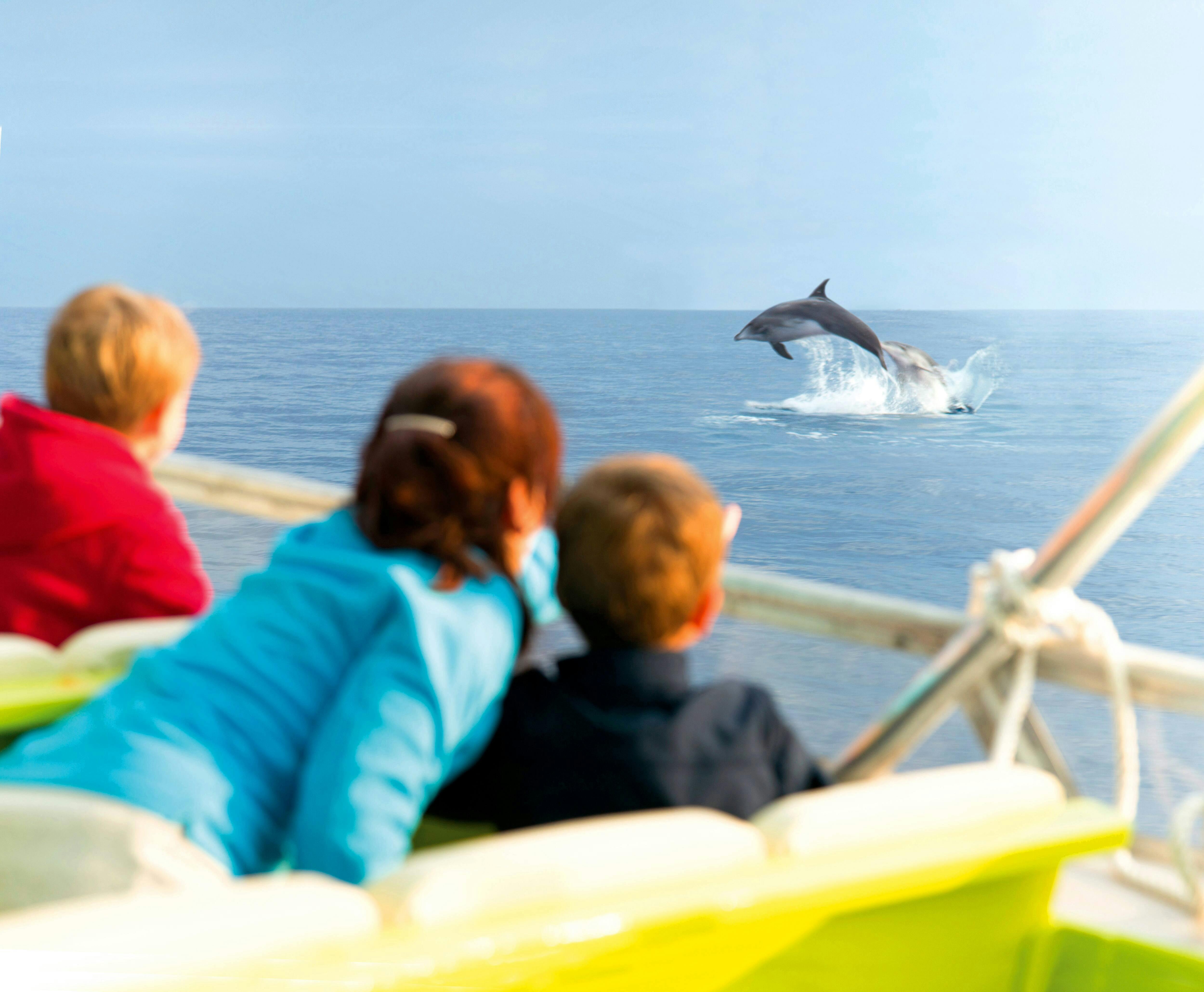 Alcudian delfiiniristeily – Brisas