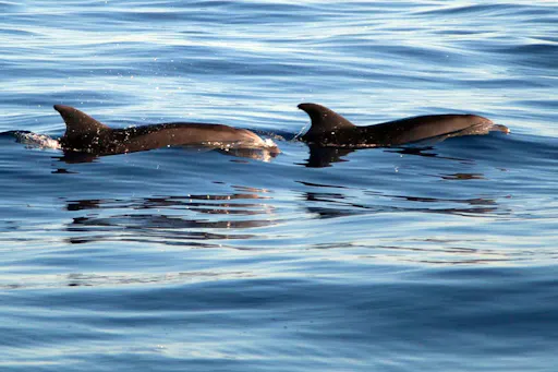 Majorca Sunrise Dolphin Cruise