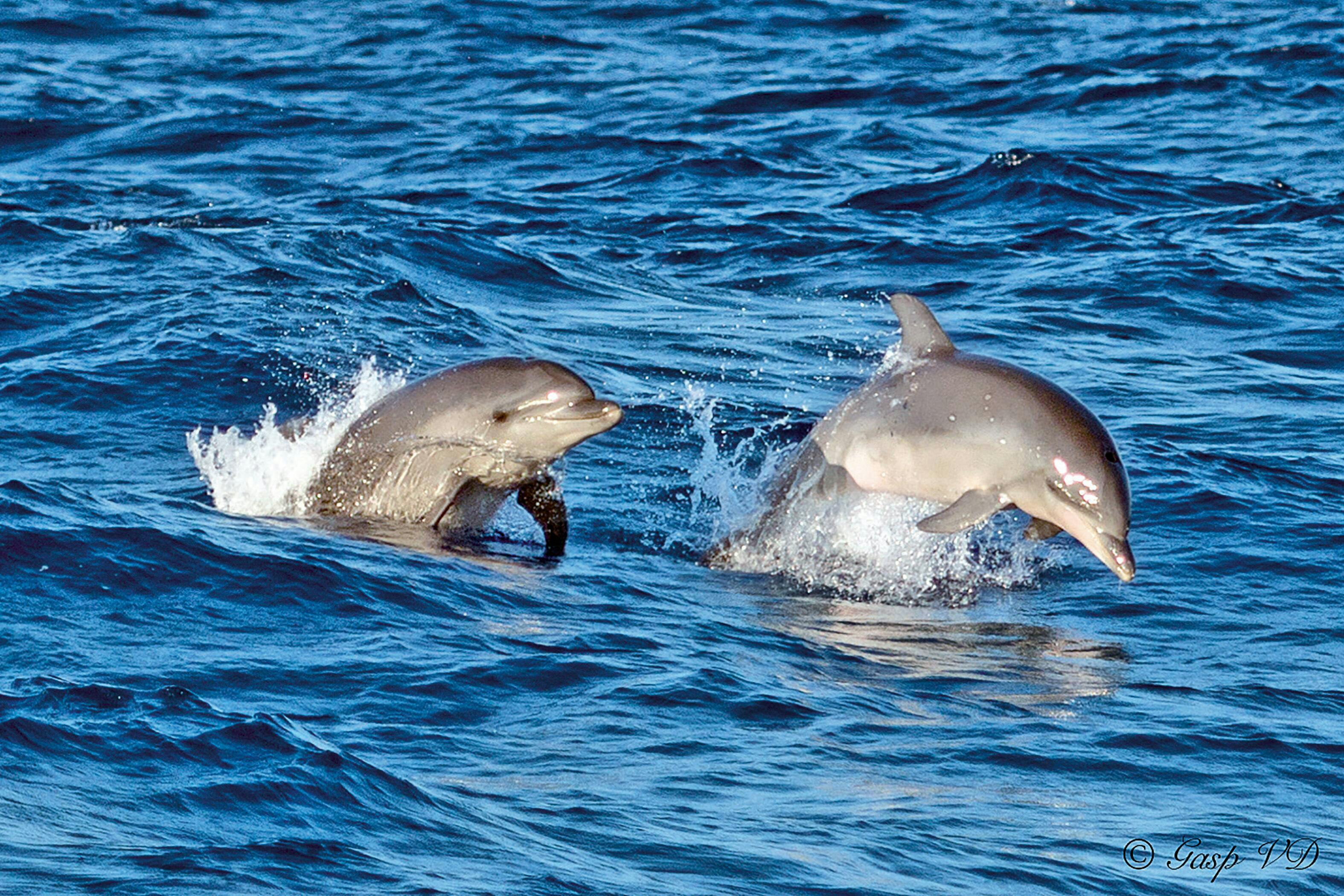 Majorca Sunrise Dolphin Cruise