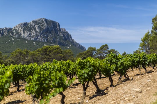 Tour privado de vino y aceite de oliva Pic Saint-Loup