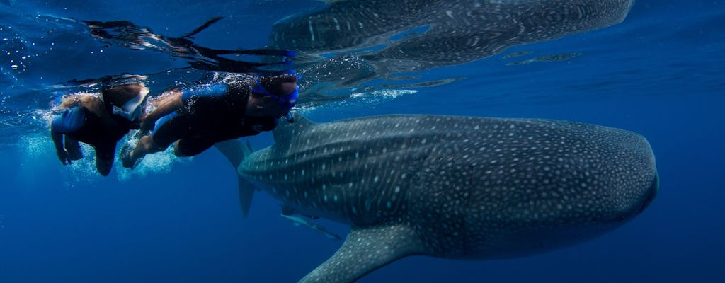 Whale shark expedition