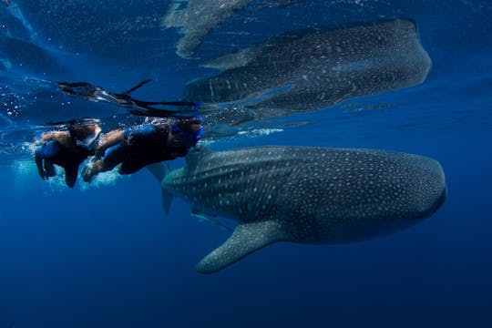 Whale shark expedition