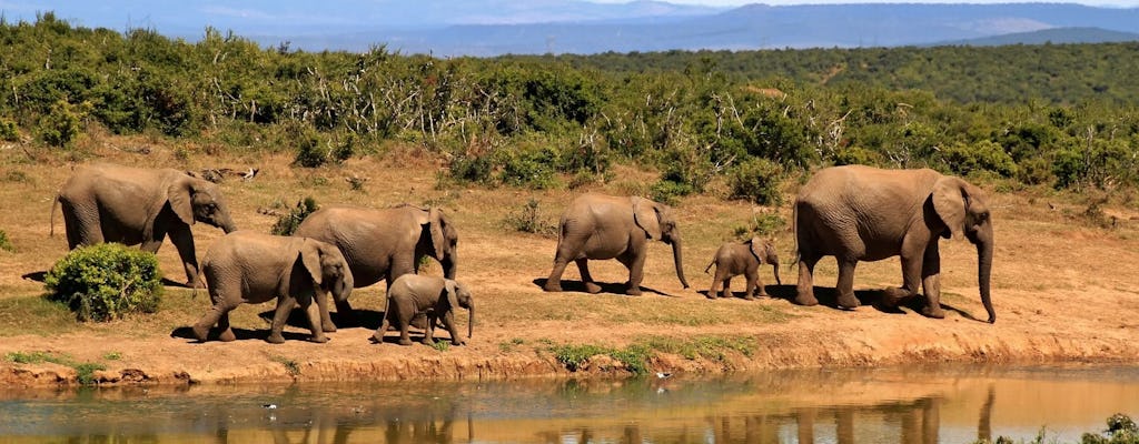 Safari d'une journée à Cape Town Aquila Private Game Reserve
