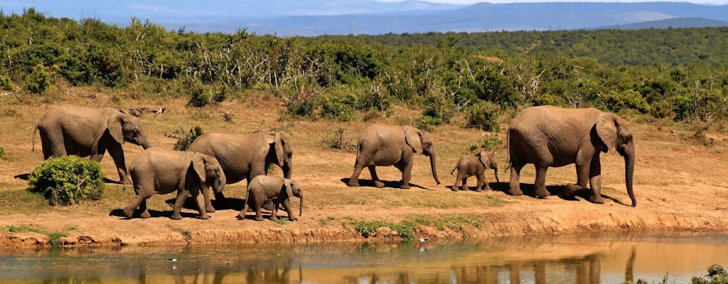 Safari di un'intera giornata alla riserva di caccia privata di Cape Town Aquila