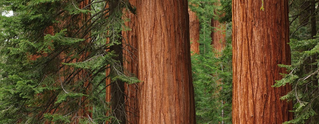 Muir Woods en Sausalito Tour met Alcatraz tickets